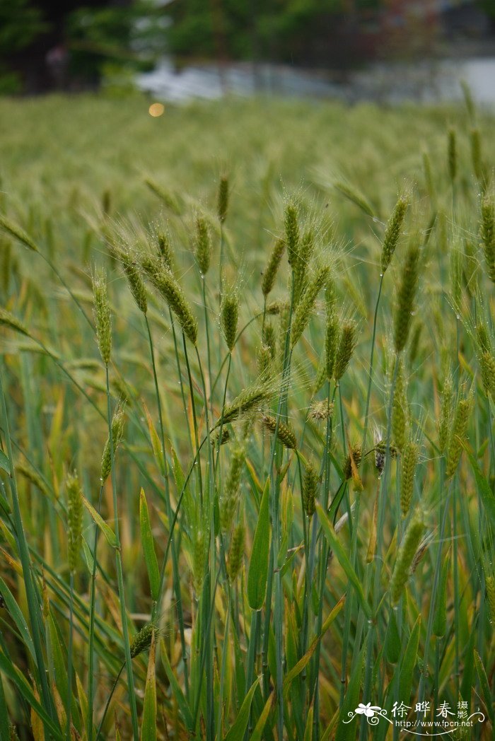 青稞Hordeum vulgare var. coeleste 青稞Hordeum vulgare var. coeleste