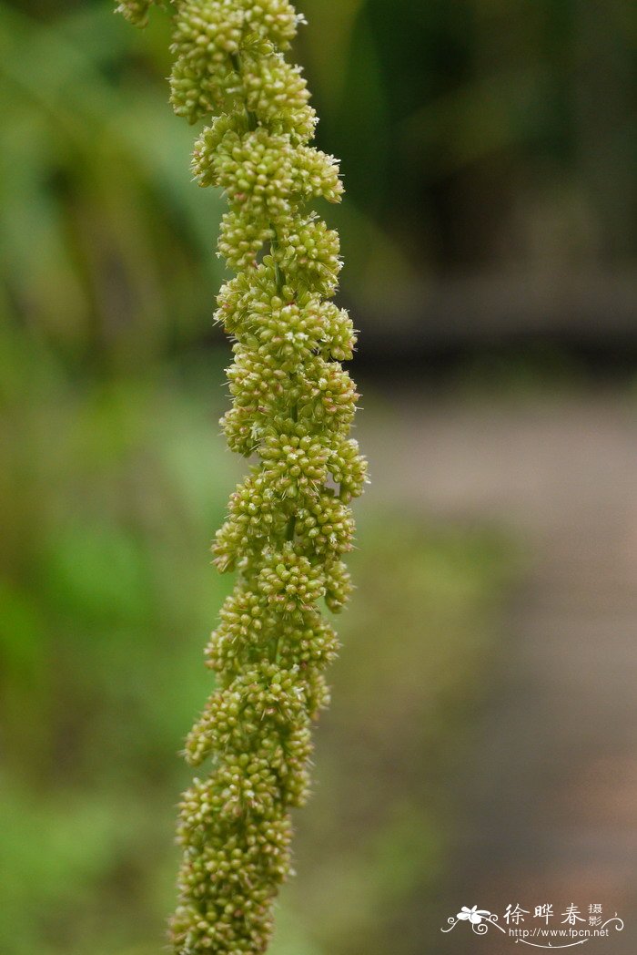 小米Setaria italica