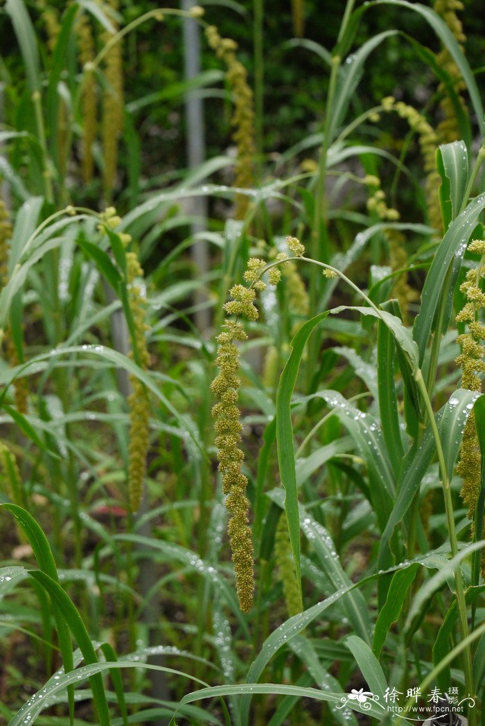 小米Setaria italica 小米Setaria italica