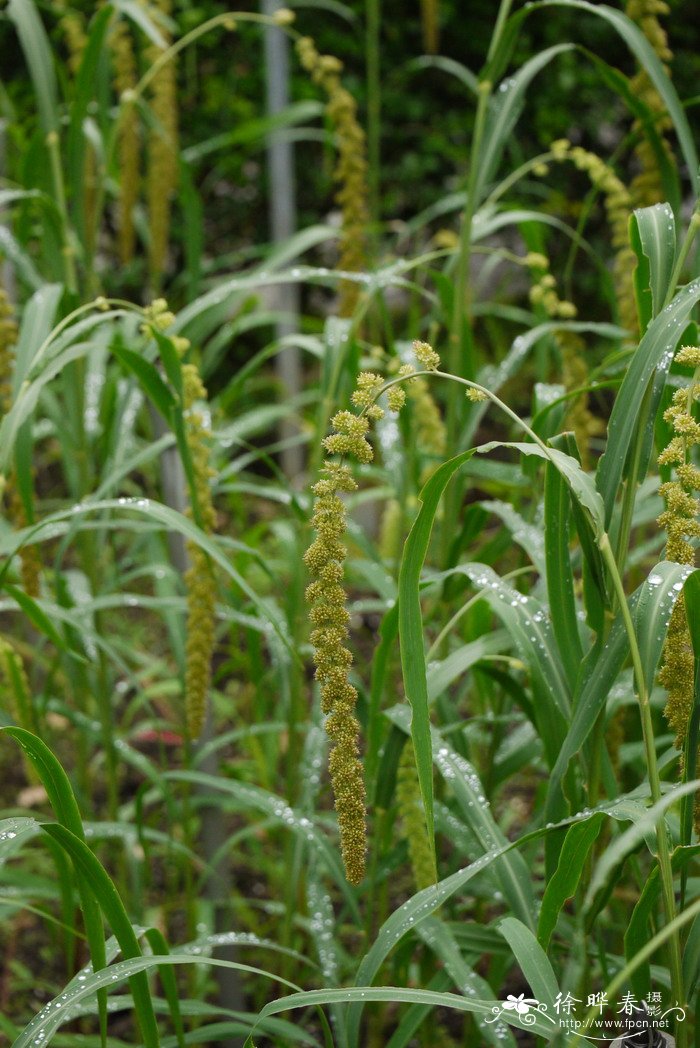 小米Setaria italica