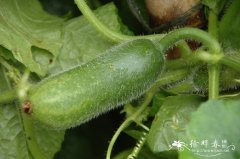 节瓜Benincasa hispida var. chieh-qua