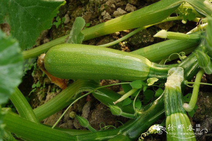 西葫芦Cucurbita pepo 西葫芦Cucurbita pepo