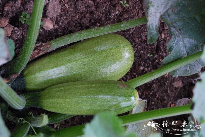 西葫芦Cucurbita pepo 西葫芦Cucurbita pepo