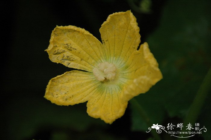 节瓜Benincasa hispida var. chieh-qua 节瓜Benincasa hispida var. chieh-qua