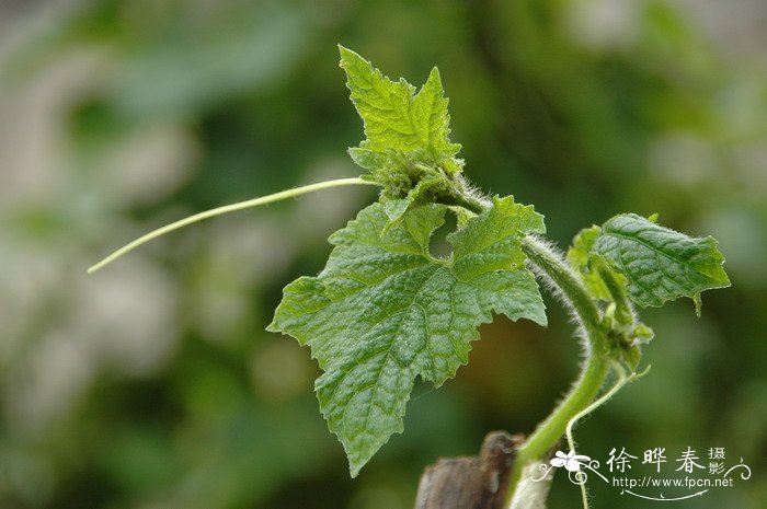 节瓜Benincasa hispida var. chieh-qua