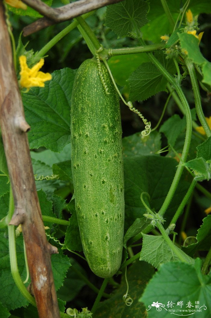 黄瓜Cucumis sativus 黄瓜Cucumis sativus