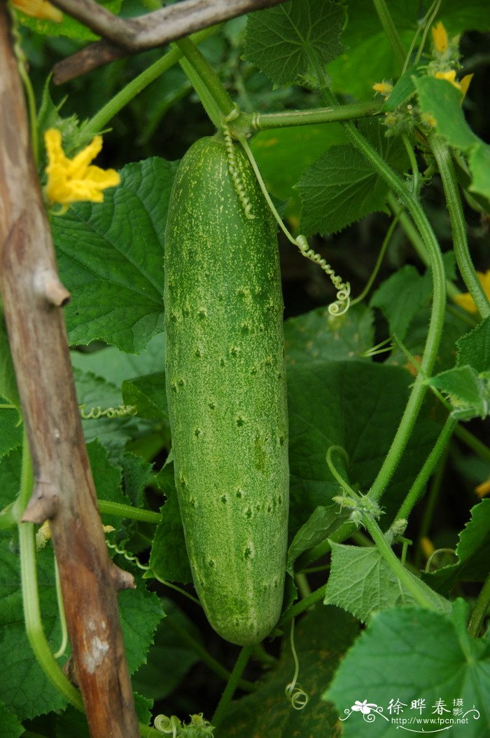 黄瓜Cucumis sativus