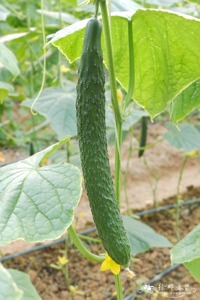 黄瓜Cucumis sativus 黄瓜Cucumis sativus