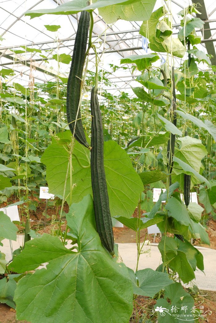 广东丝瓜Luffa acutangula 广东丝瓜Luffa acutangula