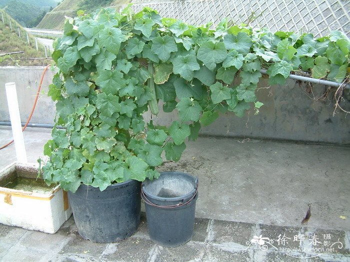 广东丝瓜Luffa acutangula 广东丝瓜Luffa acutangula