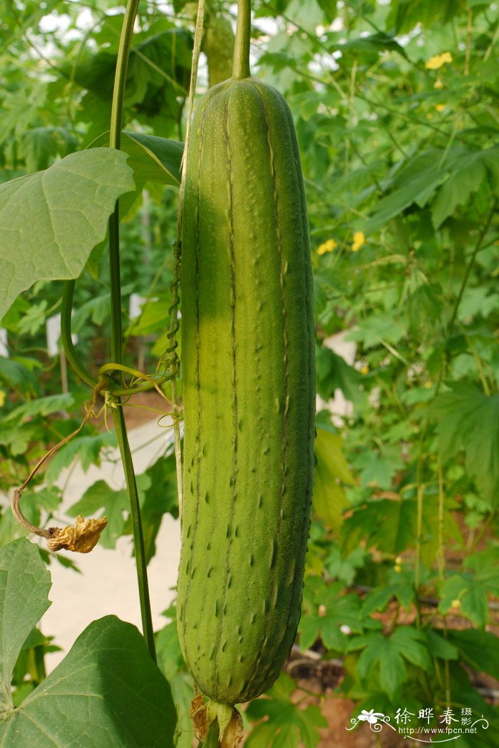 丝瓜Luffa aegyptiaca