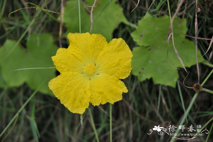 丝瓜Luffa aegyptiaca