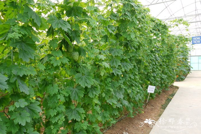 苦瓜Momordica charantia 苦瓜Momordica charantia
