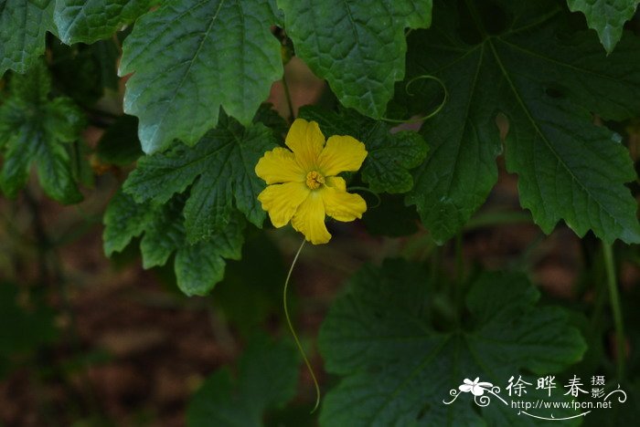 苦瓜Momordica charantia 苦瓜Momordica charantia