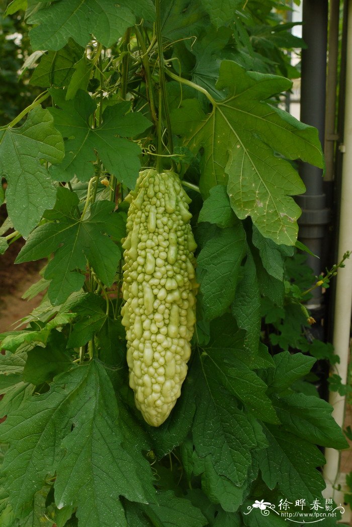 苦瓜Momordica charantia 苦瓜Momordica charantia