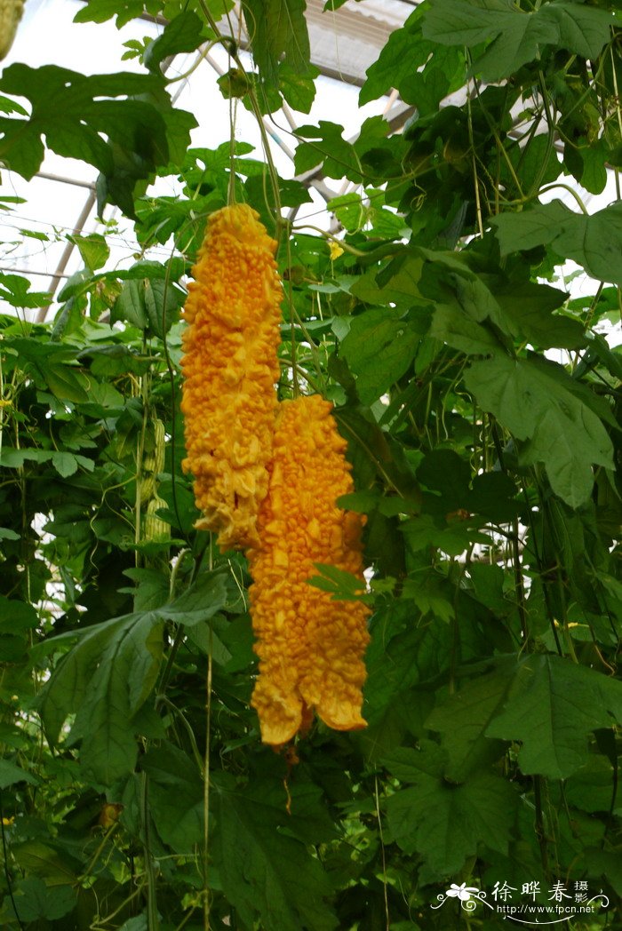 苦瓜Momordica charantia 苦瓜Momordica charantia