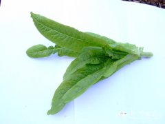 莴笋Lactuca sativa var. angustana