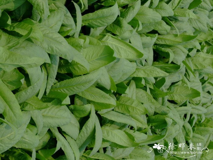 莴笋Lactuca sativa var. angustana 莴笋Lactuca sativa var. angustana