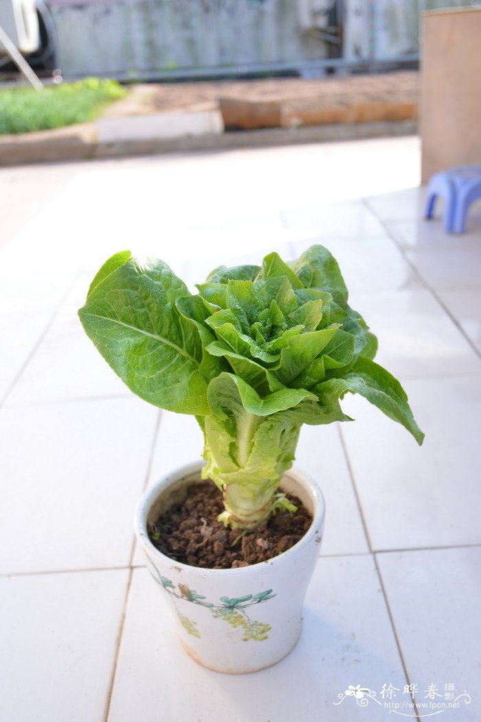 莴笋Lactuca sativa var. angustana 莴笋Lactuca sativa var. angustana