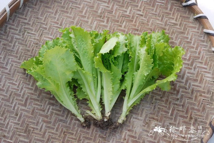 生菜Lactuca sativa var. ramosa 生菜Lactuca sativa var. ramosa