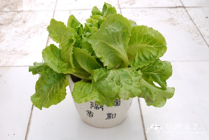 生菜Lactuca sativa var. ramosa 生菜Lactuca sativa var. ramosa