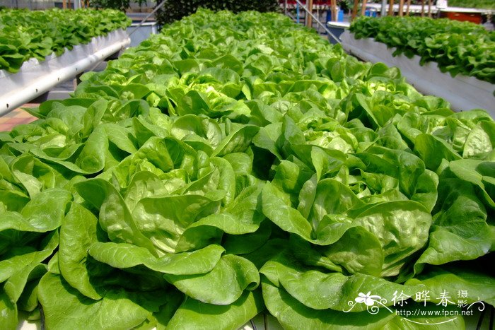 生菜Lactuca sativa var. ramosa 生菜Lactuca sativa var. ramosa