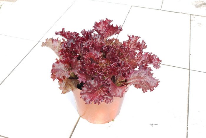 生菜Lactuca sativa var. ramosa 生菜Lactuca sativa var. ramosa