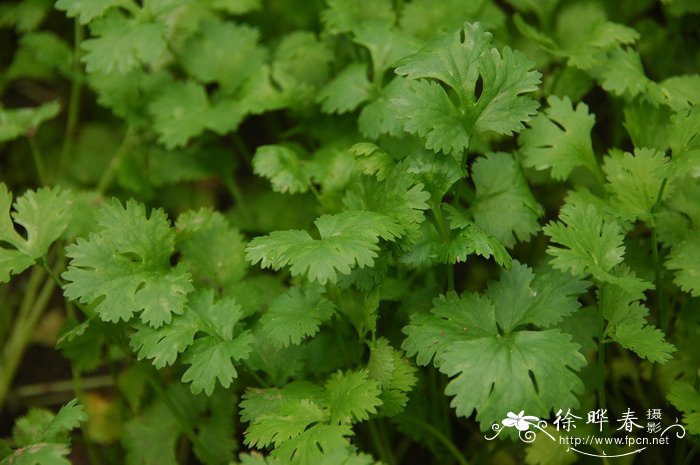 芫荽Coriandrum sativum 芫荽Coriandrum sativum