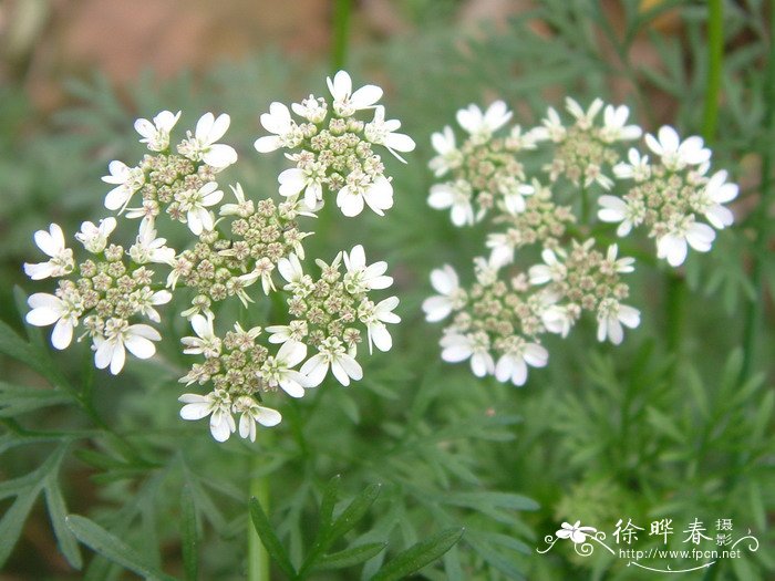 芫荽Coriandrum sativum 芫荽Coriandrum sativum