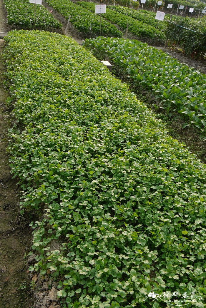芫荽Coriandrum sativum 芫荽Coriandrum sativum