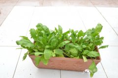 菠菜Spinacia oleracea