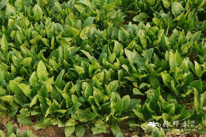 菠菜Spinacia oleracea 菠菜Spinacia oleracea