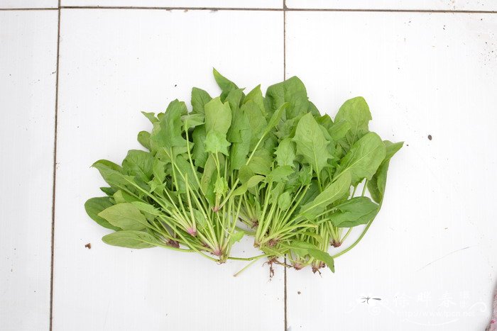 菠菜Spinacia oleracea 菠菜Spinacia oleracea