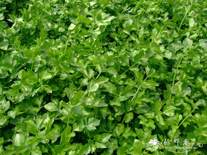 旱芹Apium graveolens 旱芹Apium graveolens