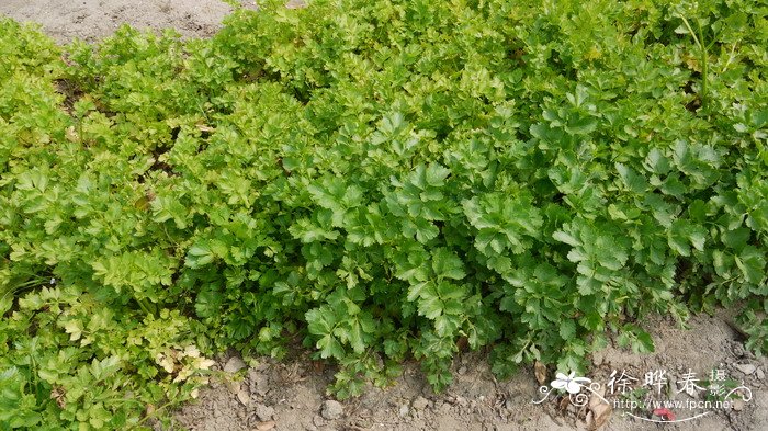 旱芹Apium graveolens 旱芹Apium graveolens