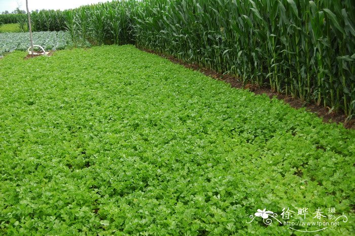 旱芹Apium graveolens 旱芹Apium graveolens