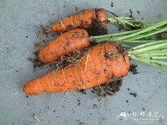 胡萝卜Daucus carota var. sativus