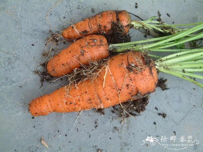胡萝卜Daucus carota var. sativus 胡萝卜Daucus carota var. sativus