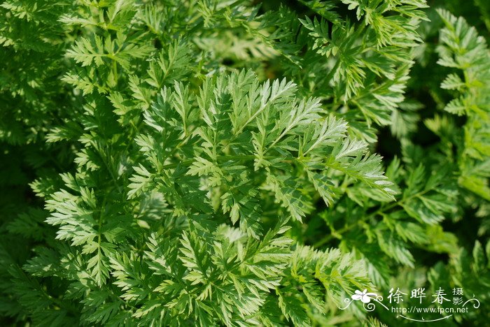 胡萝卜Daucus carota var. sativus 胡萝卜Daucus carota var. sativus