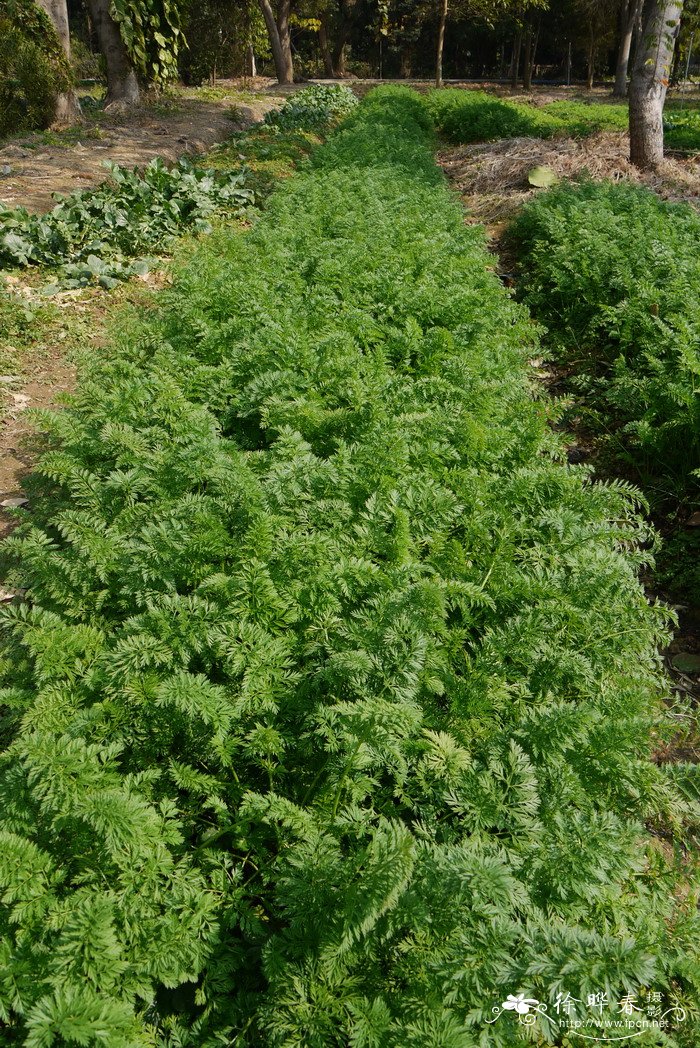 胡萝卜Daucus carota var. sativus 胡萝卜Daucus carota var. sativus