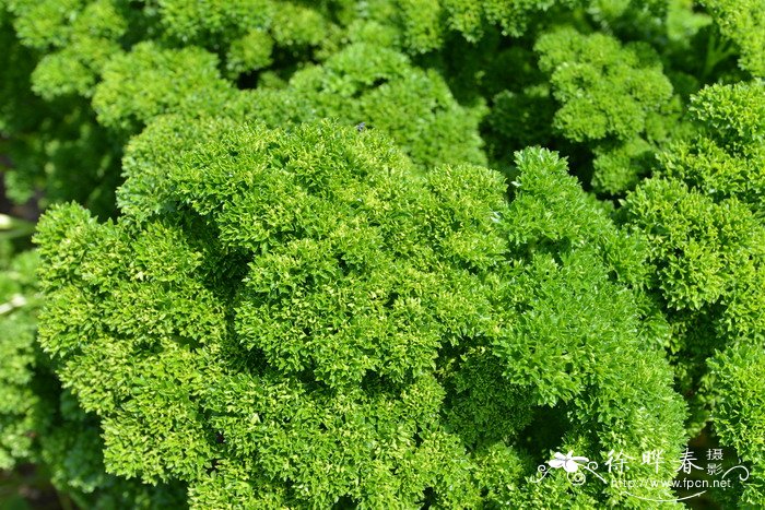 冠军苔鲜卷欧芹Petroselinum crispum 'Champion Moss Curled' 冠军苔鲜卷欧芹Petroselinum crispum 'Champion Moss Curled'