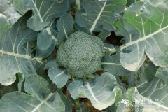 西兰花Brassica capitata var. italica