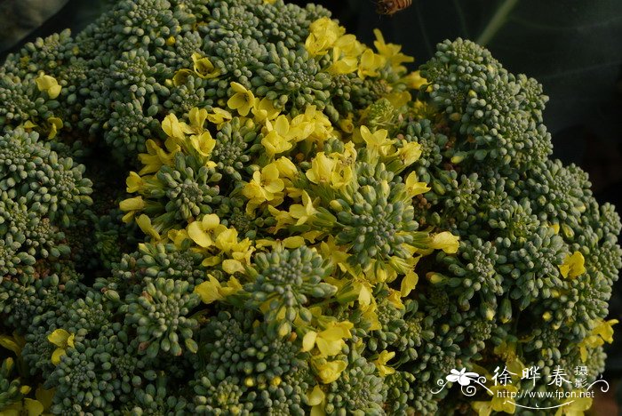 西兰花Brassica capitata var. italica 西兰花Brassica capitata var. italica