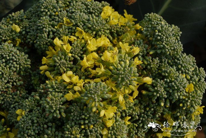 西兰花Brassica capitata var. italica