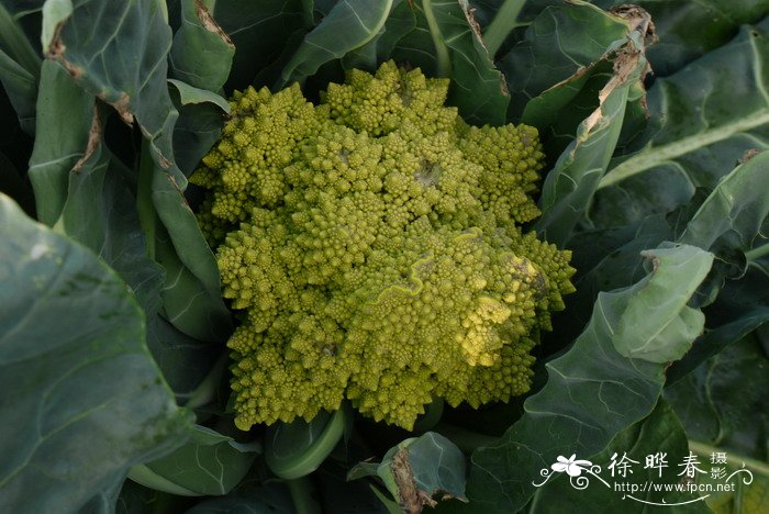 西兰花Brassica capitata var. italica 西兰花Brassica capitata var. italica