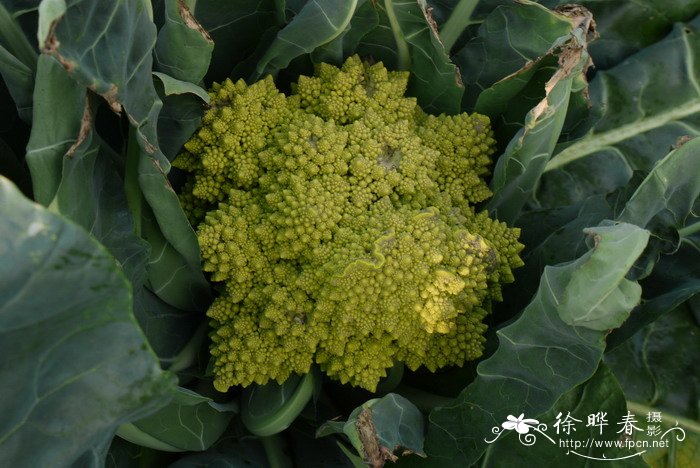 西兰花Brassica capitata var. italica