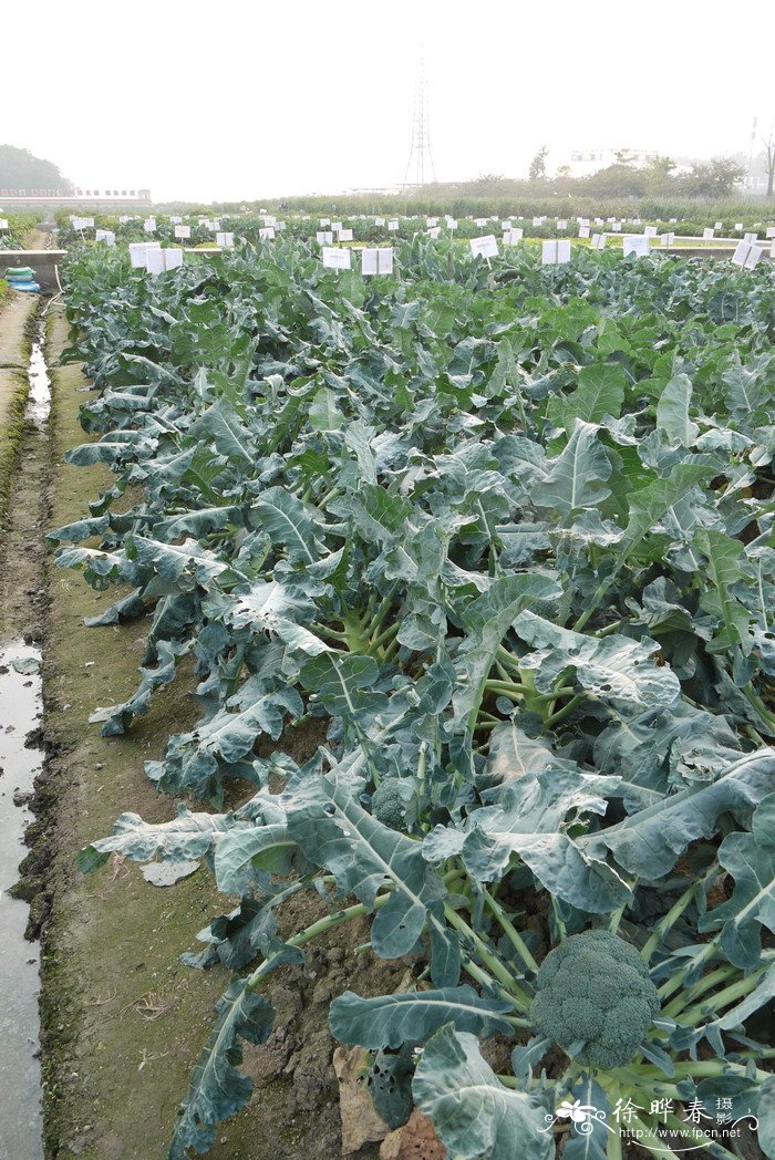 西兰花Brassica capitata var. italica 西兰花Brassica capitata var. italica