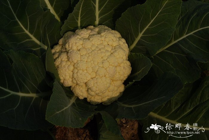西兰花Brassica capitata var. italica 西兰花Brassica capitata var. italica