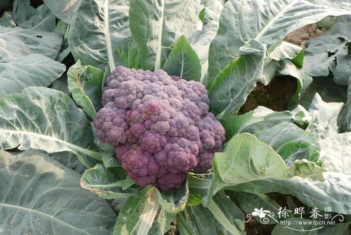 西兰花Brassica capitata var. italica 西兰花Brassica capitata var. italica