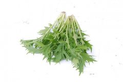 银丝菜Brassica juncea var. multisecta